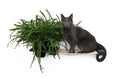 Load image into Gallery viewer, Cat Hammock Wall with Planter, gray cat on a wooden shelf with a green fern planter.