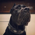 Bild in Galerie-Betrachter laden, "Aztec" black dog collar by Bestia Dog Gear