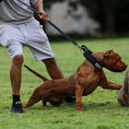 Load image into Gallery viewer, BESTIA DOG SPORT COLLAR - Pet Collars & Harnesses from Bestia Dog Sport
