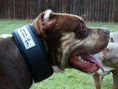 Load image into Gallery viewer, BESTIA DOG SPORT COLLAR - Pet Collars & Harnesses from Bestia Dog Sport