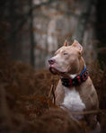 Bild in Galerie-Betrachter laden, 'Captain America'' Collar - Pet Collars & Harnesses from Bestia Dog Gear