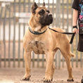 Load image into Gallery viewer, BESTIA DOG SPORT COLLAR - Pet Collars & Harnesses from Bestia Dog Sport