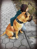 Load image into Gallery viewer, "Maximus Silver" BIG dog SET- Harness - collar - lead. Black - Pet Collars & Harnesses from Bestia Dog Gear