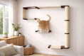 Charger l'image dans la visionneuse de la galerie, The Climb Condo cat wall climbing system by Catastrophic Creations; beige shelves with a sisal-wrapped post and a cat.