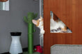 Bild in Galerie-Betrachter laden, The Overlook bamboo cat condo by Catastrophic Creations, orange wood with a triangular window, cat peeking out.