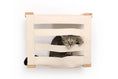Bild in Galerie-Betrachter laden, Enclosed Cat Bed - Cat Wall Cubby in natural wood finish with a cat peeking out of the opening