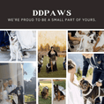 Bild in Galerie-Betrachter laden, Wedding White Lace Set—personalized ID dog collars in white lace by For Animals, With Love.