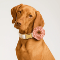Gallery viewerに画像を読み込む, White Lace Floral Dog Wedding Set Premium Lace Soft Cotton For Wedding Ceremonies Pet Photography Sessions And Events by DDPaws