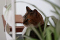 Bild in Galerie-Betrachter laden, Deluxe Cat Cubby Bed by Catastrophic Creations, a cat condo with a calico cat nearby