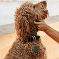 Load image into Gallery viewer, Designer Premium American Leather Dog Collar Full Grain Handcrafted by Lifetime Leather Co