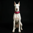 Gallery viewerに画像を読み込む, The ''Spine'' collar - Pet Collars & Harnesses from Bestia Dog Gear