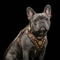 Charger l'image dans la visionneuse de la galerie, "Maximus Brown&Gold" Small dog SET - Harness - collar - lead - Pet Collars & Harnesses from Bestia Dog Gear