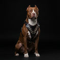 Load image into Gallery viewer, The "Steel" harness - Pet Collars & Harnesses from Bestia Dog Gear
