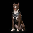Charger l'image dans la visionneuse de la galerie, The "Eros" all Black Harness - Pet Collars & Harnesses from Bestia Dog Gear