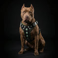 Load image into Gallery viewer, Bestia Dog Gear Bijou Harness Black And Green Handmade Luxury Design by Bestia Dog Gear