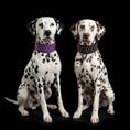 Charger l'image dans la visionneuse de la galerie, Bestia Dog Gear Crystal Collar Double Soft Leather Luxury 2.8 Inch by Bestia Dog Gear