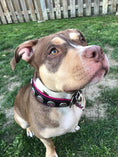 Load image into Gallery viewer, Bestia Dog Gear Bijou Leather Dog Collar Black and Pink Handcrafted with Soft Cushion for Small to Medium Breeds by Bestia Dog Gear