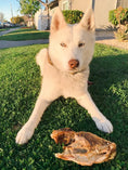 Load image into Gallery viewer, Chicken Frames (Chunked) dog treats by Naked Beasts, white dog with bone on grass.