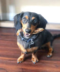 Load image into Gallery viewer, Small black-and-tan dog holding a bone chew in mouth on a wooden floor