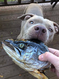 Carica l'immagine nel visualizzatore della galleria, Salmon head halves by Naked Beasts; close-up of a silver-blue fish head held near a dog’s face