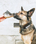 Carica l'immagine nel visualizzatore della galleria, Salmon head halves dog treat from Naked Beasts offered to a dog.