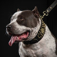 Charger l'image dans la visionneuse de la galerie, Imperium Bully Collection Hand Stitched Leather Show Collar 8 cm by Bestia Dog Gear