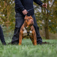 Carica l'immagine nel visualizzatore della galleria, 'Midas'' leather dog harness gold medium size - Pet Collars & Harnesses from Bestia Dog Gear