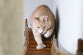 Load image into Gallery viewer, The Expedition cat jungle gym wall system cat condo; orange cat on a wooden rope bridge.