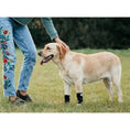 Bild in Galerie-Betrachter laden, NeoAlly 3-in-1 Front Leg Dog Splint Brace pair with rigid and spring inserts and reflective straps