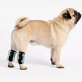 Load image into Gallery viewer, Neoallypets 3-in-1 rear leg hock brace set for small dogs; black straps with teal inserts, pair