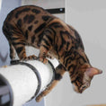 Charger l'image dans la visionneuse de la galerie, The Plateau horizontal cat scratcher bed set with a brown tabby cat on a white cylindrical scratcher