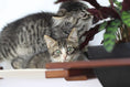 Load image into Gallery viewer, Cat Hammock Wall with Planter by Catastrophic Creations; kittens beside a wooden shelf and green plant.