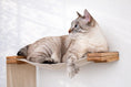 Bild in Galerie-Betrachter laden, The Play cat condo wall system by Catastrophic Creations, beige fabric hammock on natural wood supports.
