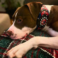 Bild in Galerie-Betrachter laden, 'Captain America'' Collar - Pet Collars & Harnesses from Bestia Dog Gear