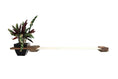 Load image into Gallery viewer, Cat Hammock Wall with Planter, long beige wooden cat perch with dark end caps and a black planter on the left