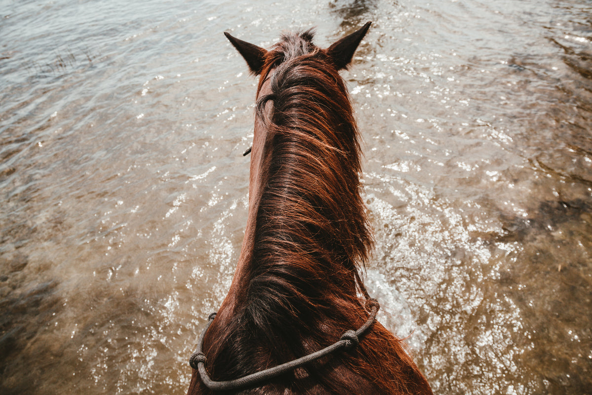 A rider's view of a horse by the water