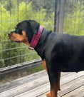 Bild in Galerie-Betrachter laden, The ''Rock Python'' collar PINK - Pet Collars & Harnesses from Bestia Dog Gear