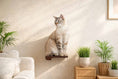 Bild in Galerie-Betrachter laden, Cat Climbing Shelf by Catastrophic Creations; dark wood, wall-mounted cat shelf with a cat perched.
