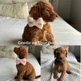 Load image into Gallery viewer, Teddy Purple Personalized No Pull Dog Harness Set With Matching Leash by DDPaws