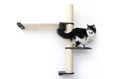 Bild in Galerie-Betrachter laden, Cat Condo The Crow's Nest by Catastrophic Creations, beige sisal post with black platforms, cat perched on shelf