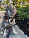 Bild in Galerie-Betrachter laden, The "Eros" collar 2 inch wide - Pet Collars & Harnesses from Bestia Dog Gear