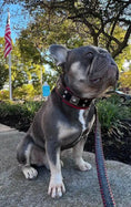 Bild in Galerie-Betrachter laden, The "Eros" collar 2 inch wide - Pet Collars & Harnesses from Bestia Dog Gear