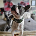 Carica l'immagine nel visualizzatore della galleria, The "Eros" collar 2 inch wide Green - Pet Collars & Harnesses from Bestia Dog Gear