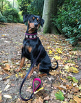 Load image into Gallery viewer, Bestia Dog Gear Bijou Leather Dog Collar Black and Pink Handcrafted with Soft Cushion for Small to Medium Breeds by Bestia Dog Gear