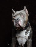 Bild in Galerie-Betrachter laden, BESTIA Black Giant Dog Collar For Large Breeds Durable Soft Lining by Bestia Dog Gear