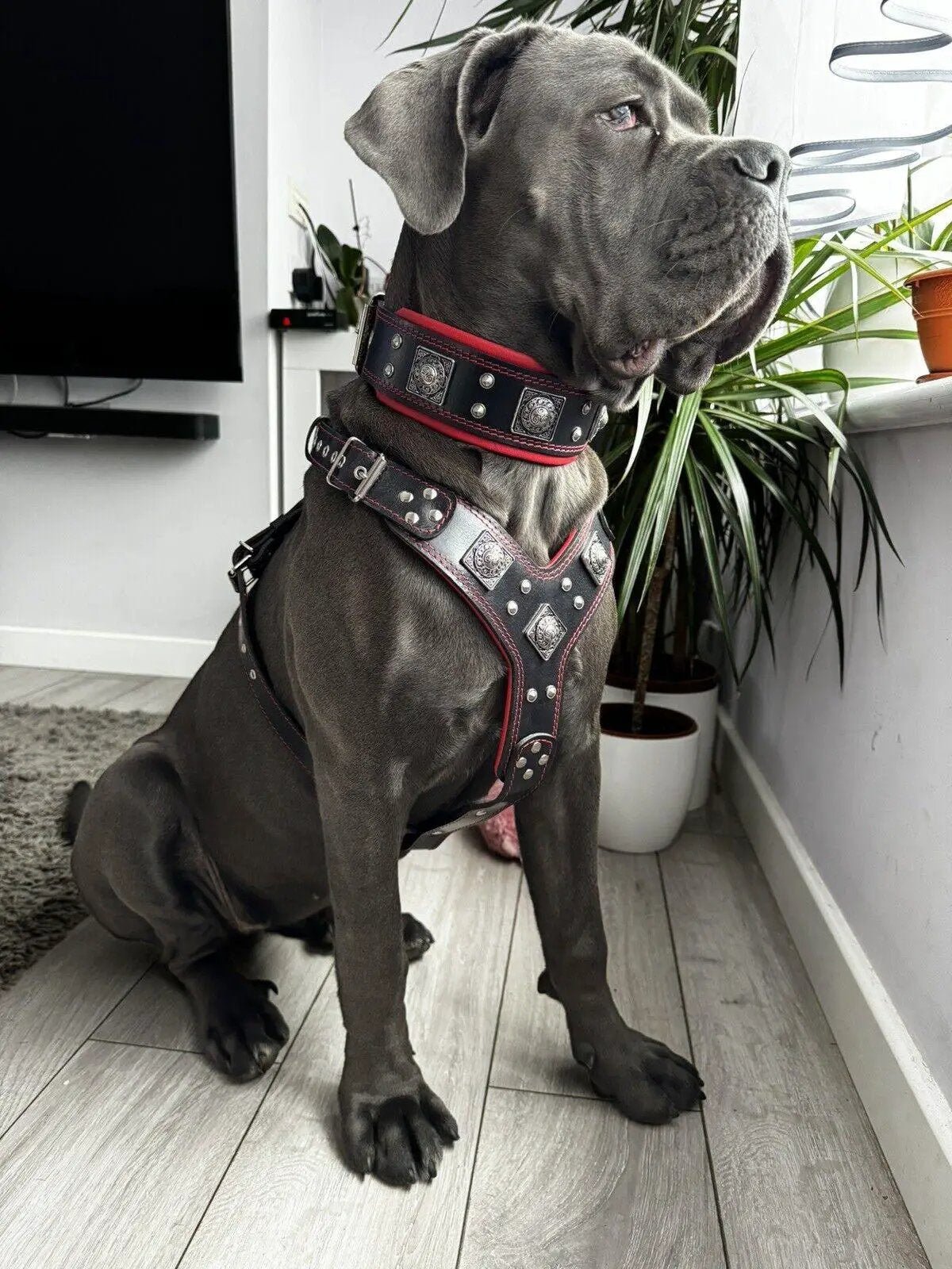 "EROS" BIG dog SET- Harness - collar - lead. Black & Red - Pet Collars & Harnesses from Bestia Dog Gear