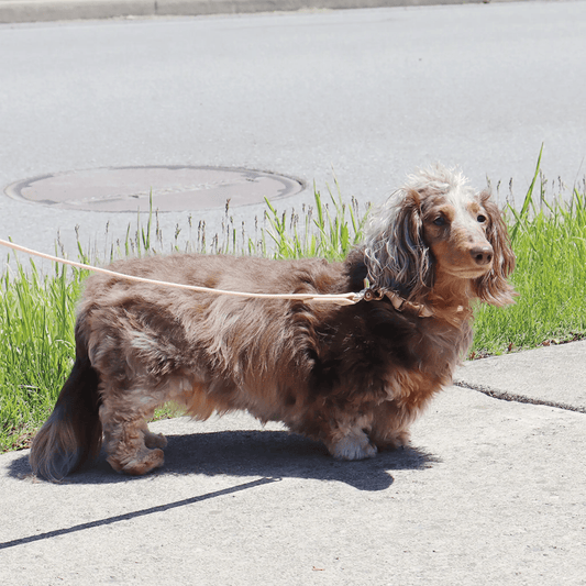 Waterproof Dog Collar | Pink