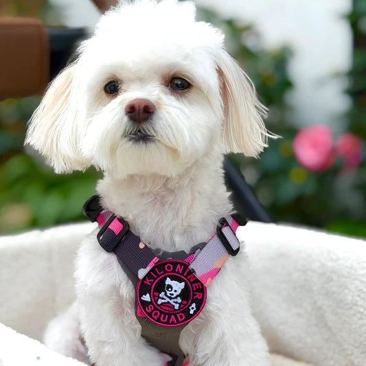 Pink And Black Mini Dog Crossbones Embroidered Hook Morale Patch by kiloninerpets