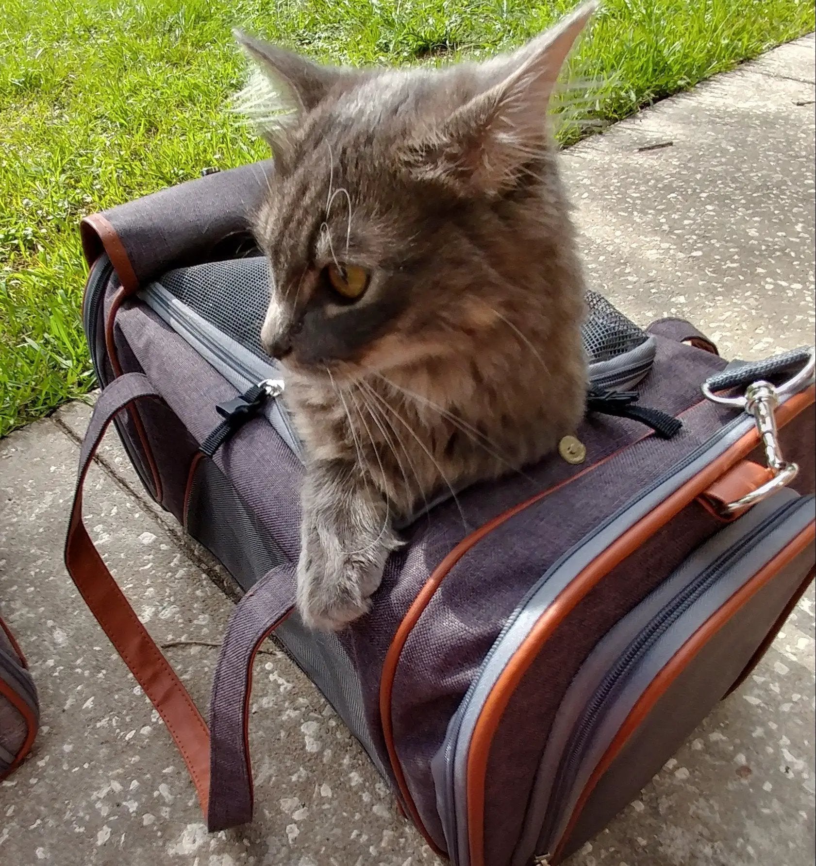 Mr. Peanut's Gold Series V2.0 Pet Carrier, gray fabric with brown leather trim, cat perched on it