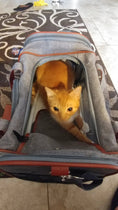 Carica l'immagine nel visualizzatore della galleria, Mr. Peanut's Gold Series V2.0 Pet Carrier, gray fabric with orange trim, cat inside
